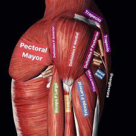 Musculos de la region del torax - Docsity