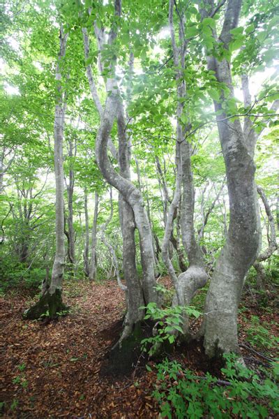 Noto S Satoyama And Satoumi Galleries Nature And Living Things Noto