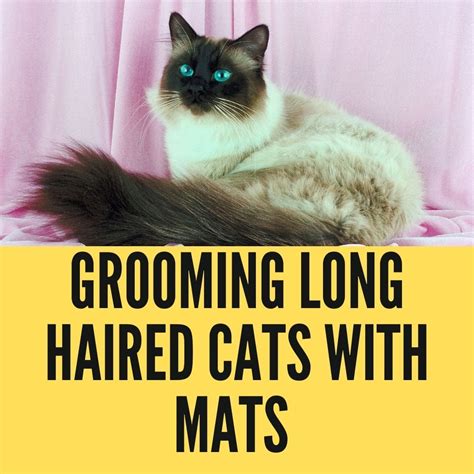 Grooming Long Haired Cats With Mats Birman Cats Guide