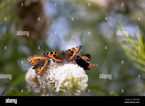 English Butterflies Hi Res Stock Photography And Images Alamy