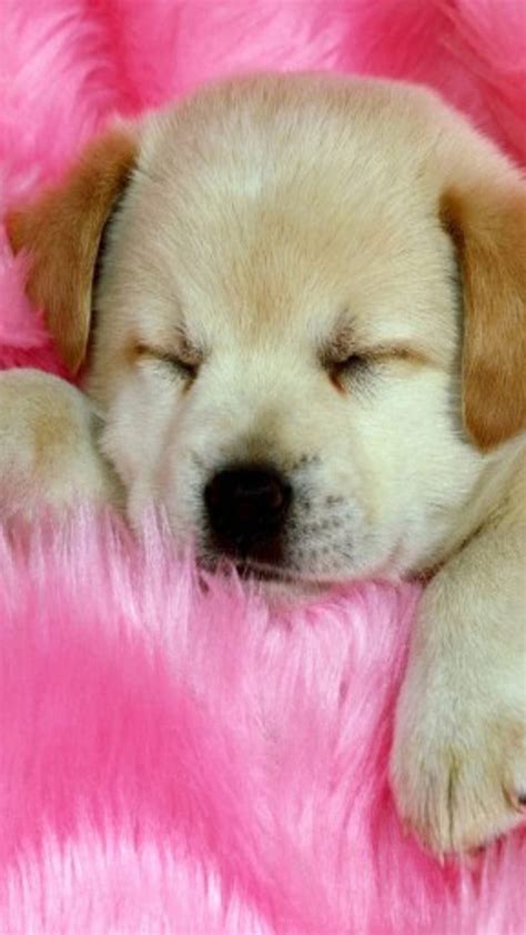 1366x768px 720p Free Download Sleeping Puppy Pet Animal Cute Dog