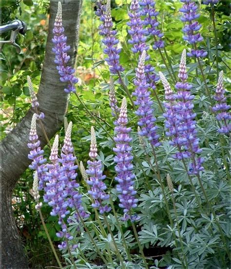 Lupinus Excubitus Grape Soda Lupine California Native Plants Plants