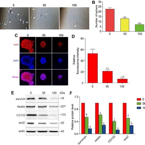 3BDO Inhibits Cell Growth And Downregulates The Expression Of Survivin