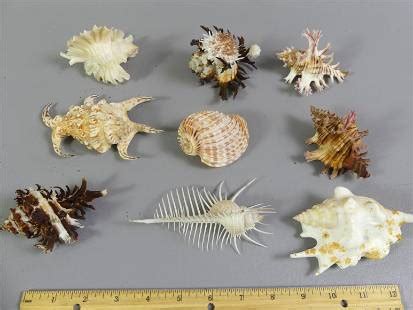 3 Rare Seashells Auction