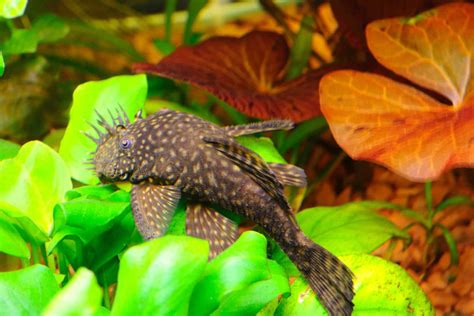 Bristlenose Pleco: Care Tips, Lifespan, Breeding & More