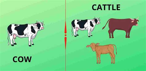 The Difference Between Cattle And Cow – Explained In Relaxed English ...