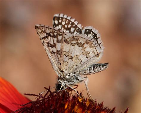 Checkered Skipper Common Pyrgus Communis Flickr