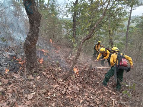 Petén Es El Departamento Más Afectado Por Incendios Forestales