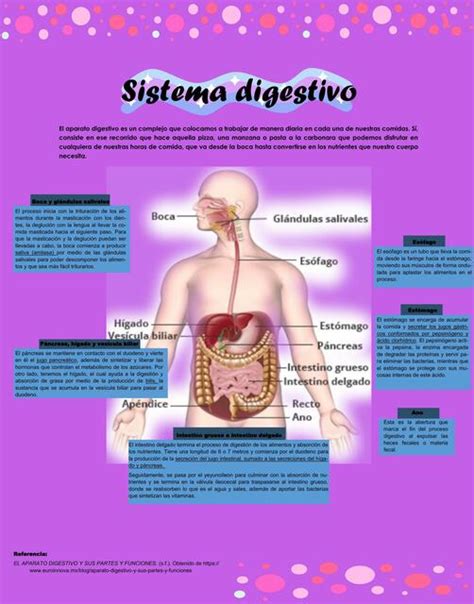 Sistema Digestivo Anna Merc Udocz