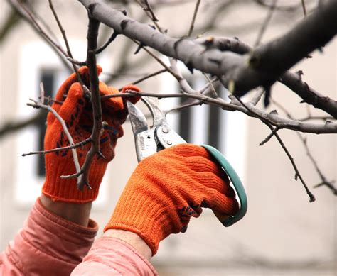 A Complete Guide To Pruning Trees And Shrubs Houseaffection