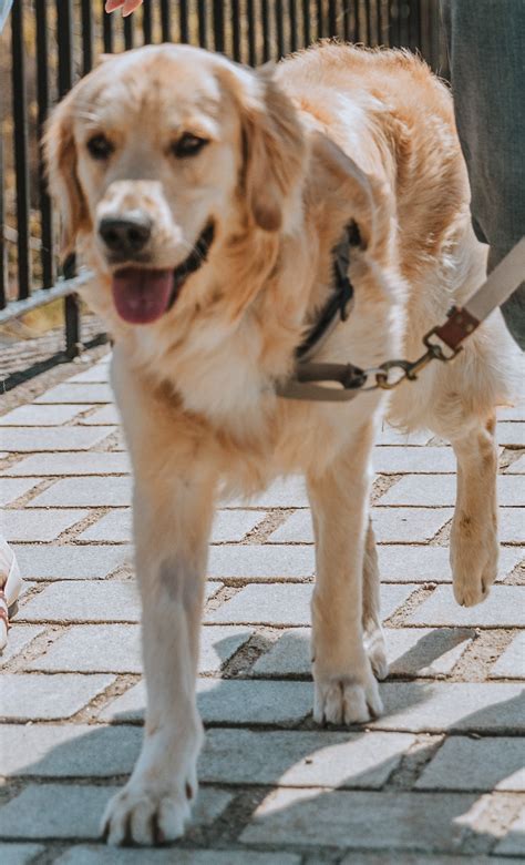 Are Golden Retrievers Really That Hyper