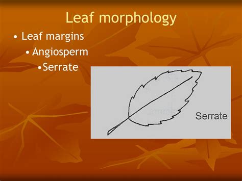 leaves hortbotany  video