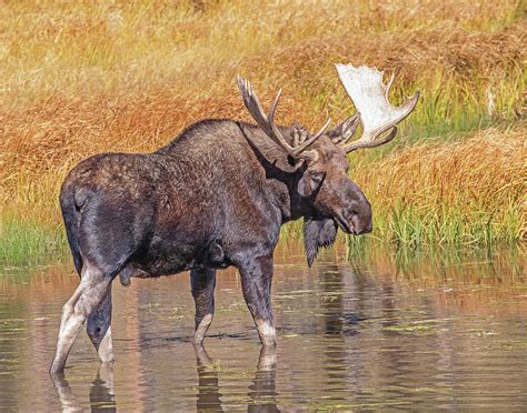 Moose Wading In A Lake Photograph By Lowell Monke Fine Art America