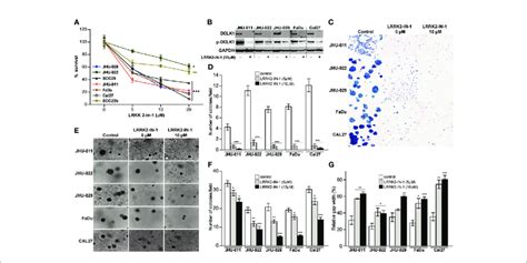 Pharmacologic Inhibition Of Dclk1 Leads To Reduced Proliferation