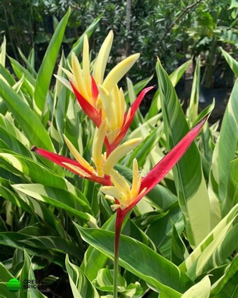 Heliconia Psittacorum Lady Di Variegated For Garden At Rs Piece In