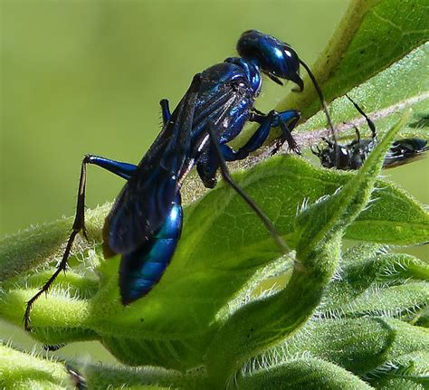 Large Long Blue Wasp Chlorion Aerarium Bugguidenet