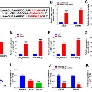 Mir P Was Targeted By Circ A The Putative Binding Between