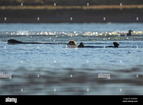 California sea otters fotografías e imágenes de alta resolución Alamy