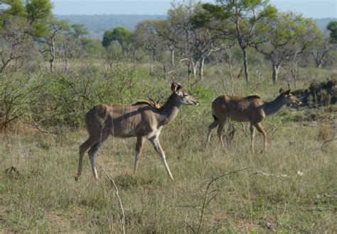 Fotos Gratis Naturaleza Desierto Aventuras Fauna Silvestre Frica