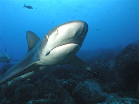 Bartolome Island Diving Tour Get Travel Galapagos Agency Tours