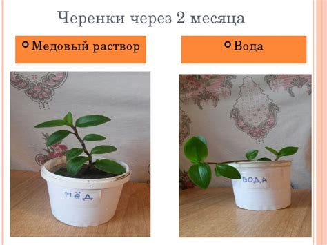Лучшие стимуляторы роста растений: применение и характеристики