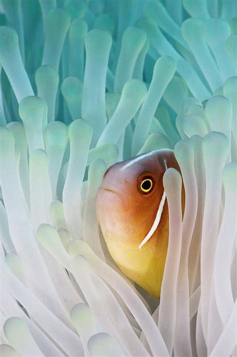 Pink Skunk Clownfish | Clown fish, Sea life art, Underwater art