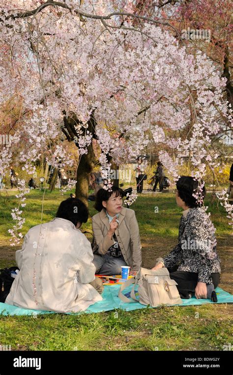 Picnics De Flores De Cerezo Fotografías E Imágenes De Alta Resolución