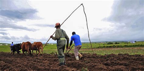 The Resurgence Of Subsistence Farming A Sustainable Solution For Food