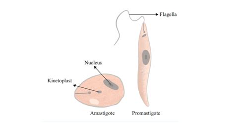 Leishmania Types Symptoms Diagnosis And Treatment