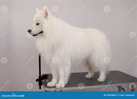 Samoyed after a Haircut in an Animal Salon on a Grooming Table Stock ...