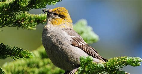 Birding Is Fun!: A new lifer! Pine Grosbeak