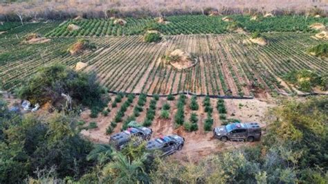 Fazendas mais de 180 mil pés de maconha são encontradas pela