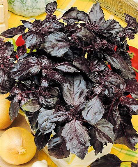 Базилик Опал: семена и саженцы купить | цена 21 руб.