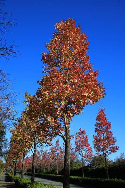 【京都紅葉2021】初秋の新名所「桂坂」モミジバフウ並木道の紅葉 2021年11月6日 エキサイトニュース