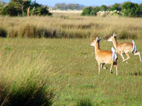 Pastizales y sabanas Fundación Vida Silvestre Argentina