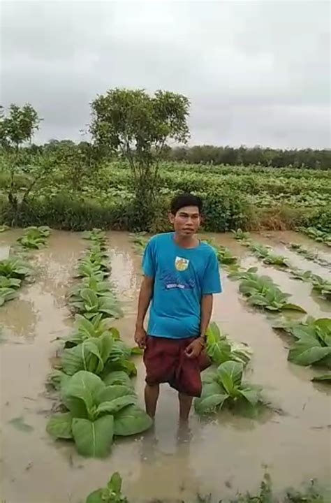 Tembakau Terendam Air Hujan APTI Tuntut DBHCHT