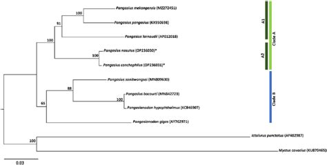 Maximum-likelihood phylogenetic tree of family of Pangasiidae catfishes ...