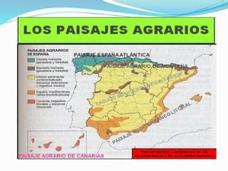 Los Paisajes Agrarios En Espa A Ppt