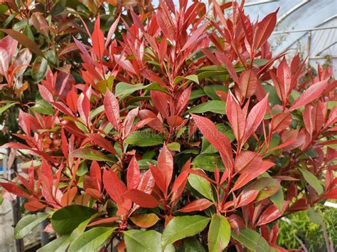 Photinia X Fraseri Carre Rouge Stock Photo Image Of Outdoors