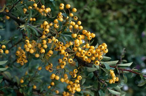 Pyracantha COCCINEA Soleil DDor Bild Kaufen 12212094