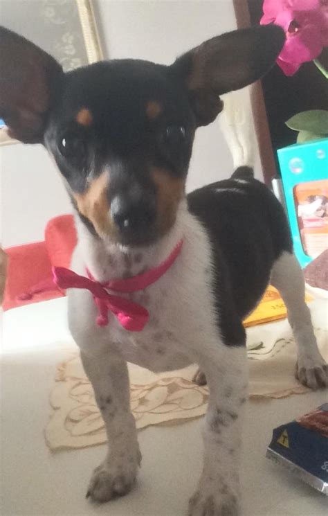 Cachorro Fox Paulistinha Ou Terrier Brasileiro Caracter Sticas E Fotos