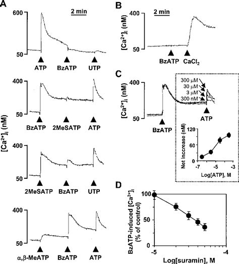 Figure 2 From P2x7 Nucleotide Receptor Mediation Of Membrane Pore