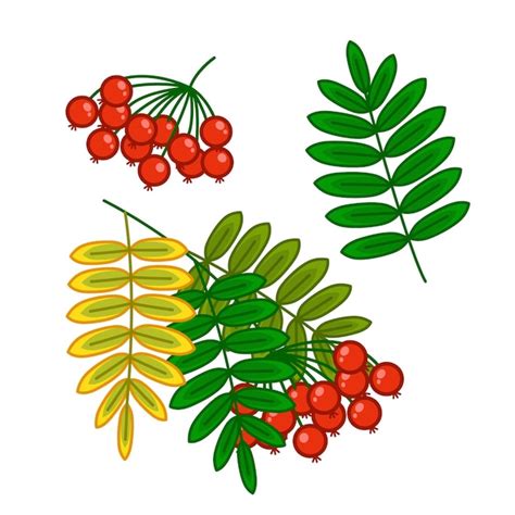 Premium Vector Rowan Berries And Rowan Leaves Red Autumn Berries Set