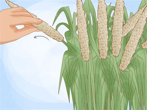 How To Grow And Care For Millet A Complete Step By Step Guide