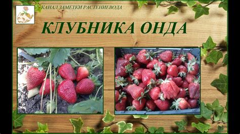Онда - сладкий, высокоурожайный сорт клубники, который никогда не ...