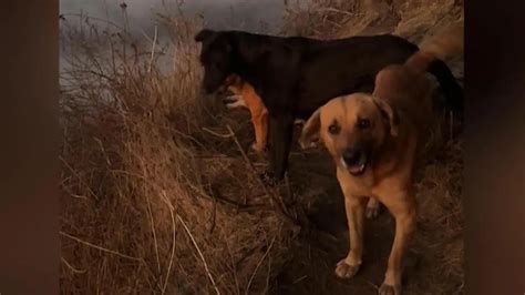 Bonnie Blue Sex Rekord mit Männern gleichzeitig hat Folgen