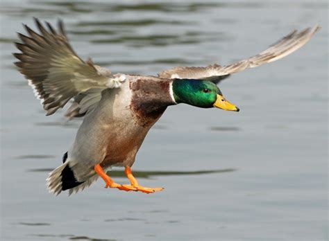 Mallard Duck Identification | Animal Mayhem