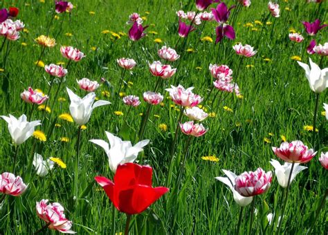 Ảnh Đẹp: Những Bông Hoa Đẹp Nhất 