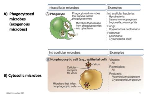 Cell Mediated Immunity Flashcards Quizlet