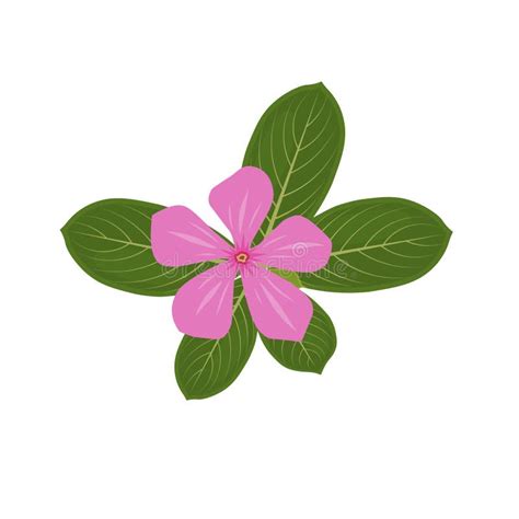 Madagascar Periwinkle Or Catharanthus Roseus Isolated On White